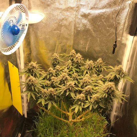 Wedding cake  growlog timeline photo