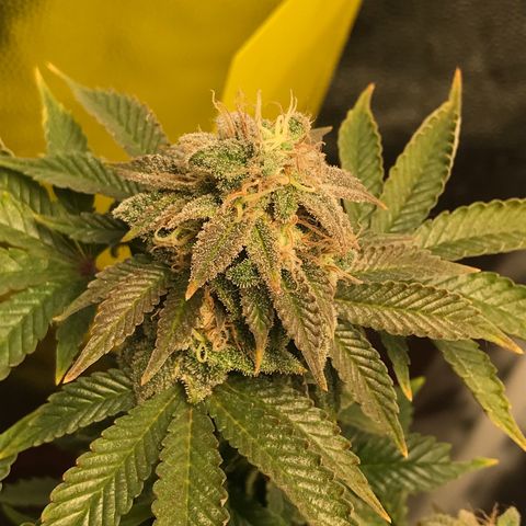 Wedding cake  growlog timeline photo