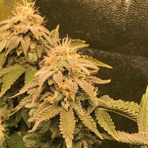 Wedding cake  growlog timeline photo