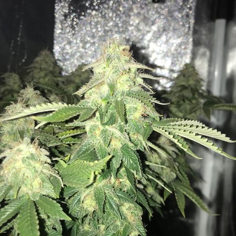 Wedding cake  growlog timeline photo