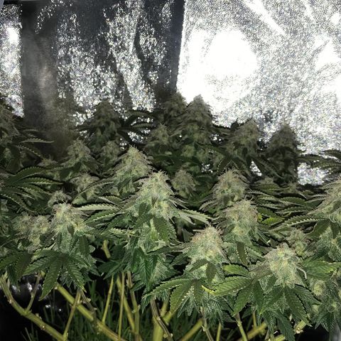Wedding cake  growlog timeline photo
