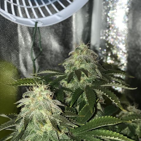 Wedding cake  growlog timeline photo
