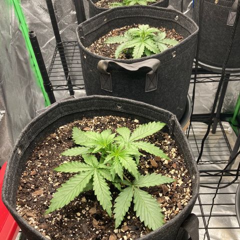Larry, Mo, Curly growlog photo: 3 wks PH H2O 