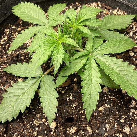 Larry, Mo, Curly growlog photo: 3 wks PH H2O 
