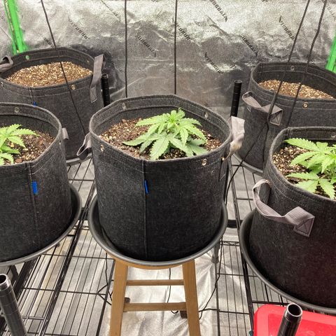 Larry, Mo, Curly growlog photo: 3 wks PH H2O 
