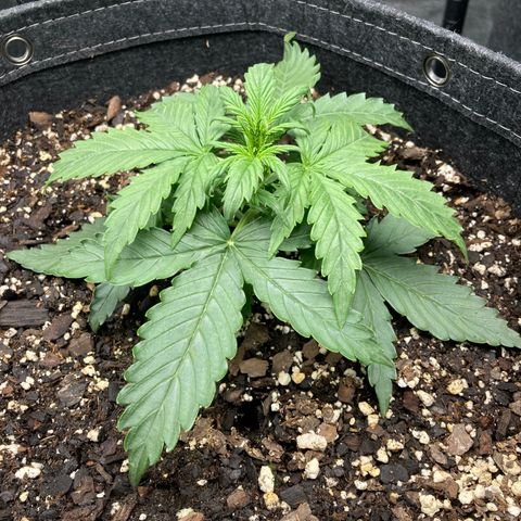 Larry, Mo, Curly growlog photo: 3 wks PH H2O 