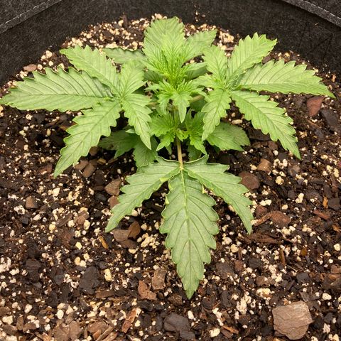 Larry, Mo, Curly growlog photo: 3 wks PH H2O 