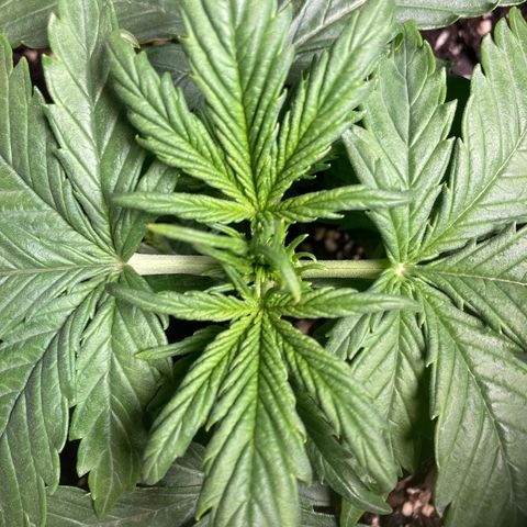 Larry, Mo, Curly growlog timeline photo