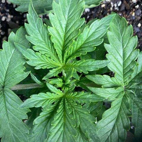 Larry, Mo, Curly growlog timeline photo
