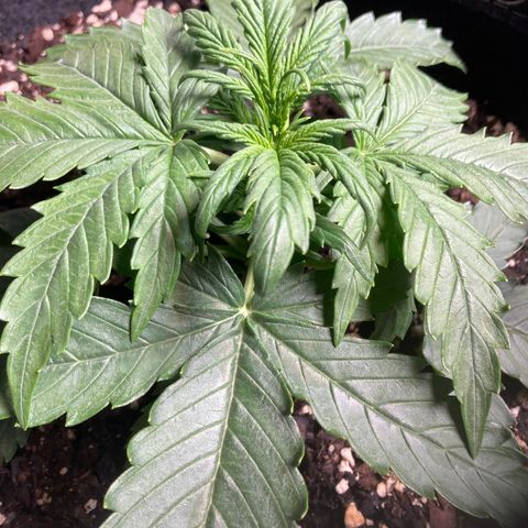 Larry, Mo, Curly growlog timeline photo