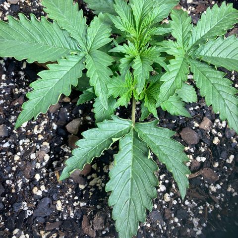 Larry, Mo, Curly growlog timeline photo