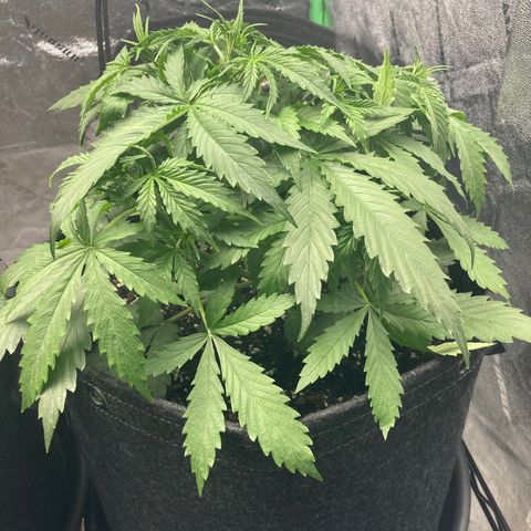 Larry, Mo, Curly growlog photo: 28 Days!!!