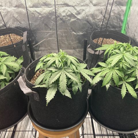 Larry, Mo, Curly growlog photo: 28 Days!!!