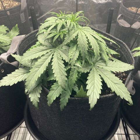 Larry, Mo, Curly growlog photo: 28 Days!!!