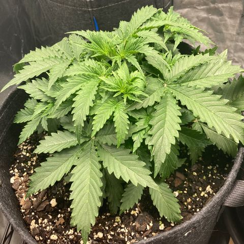 Larry, Mo, Curly growlog photo: 28 Days!!!