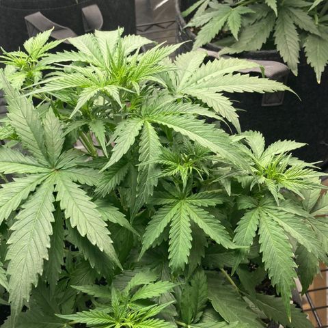 Larry, Mo, Curly growlog timeline photo