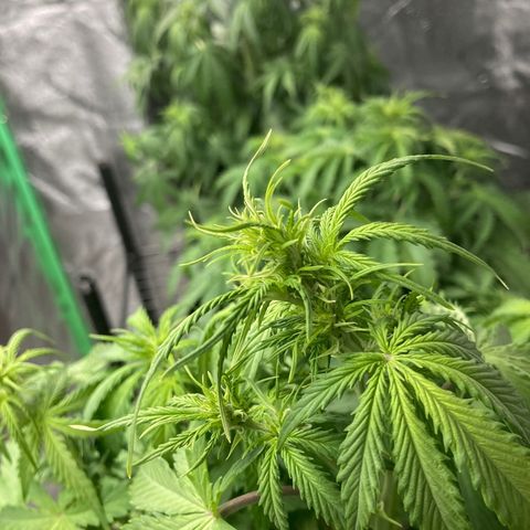 Larry, Mo, Curly growlog photo: Moved Larry to middle (she is short and bushy). Thinking??? Lower light will benefit Moe and Curlys lower flowers. 