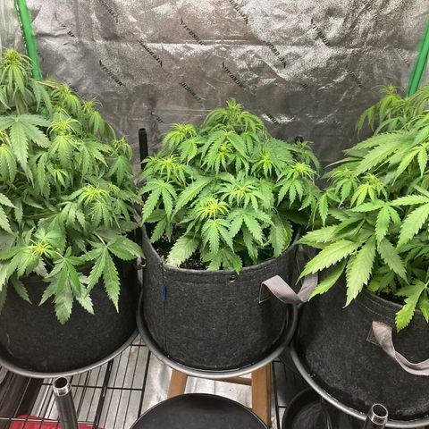Larry, Mo, Curly growlog timeline photo
