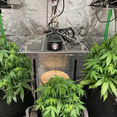 Larry, Mo, Curly growlog timeline photo