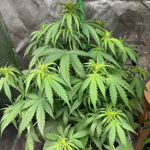 Larry, Mo, Curly growlog photo: Let the Fowering begin!!