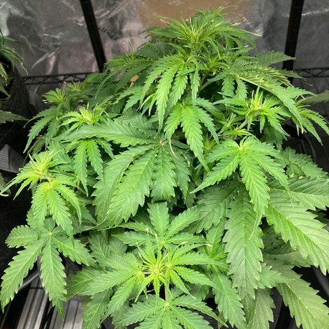 Larry, Mo, Curly growlog photo: Let the Fowering begin!!