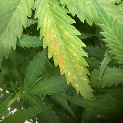Larry, Mo, Curly growlog photo: Calcium Deficient? I think yes. Skipped NUTs, simply Flushed with H20 today. Next water will aff Cal/Mag