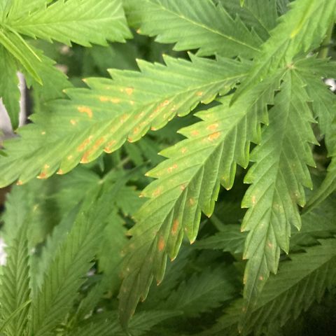 Larry, Mo, Curly growlog photo: Calcium Deficient? I think yes. Skipped NUTs, simply Flushed with H20 today. Next water will aff Cal/Mag