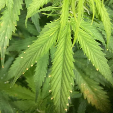 Larry, Mo, Curly growlog photo: Calcium Deficient? I think yes. Skipped NUTs, simply Flushed with H20 today. Next water will aff Cal/Mag