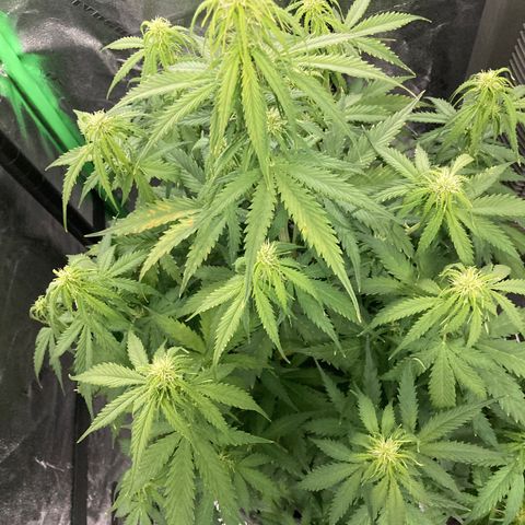Larry, Mo, Curly growlog photo: MO 25" Larry 17" Curly 28"