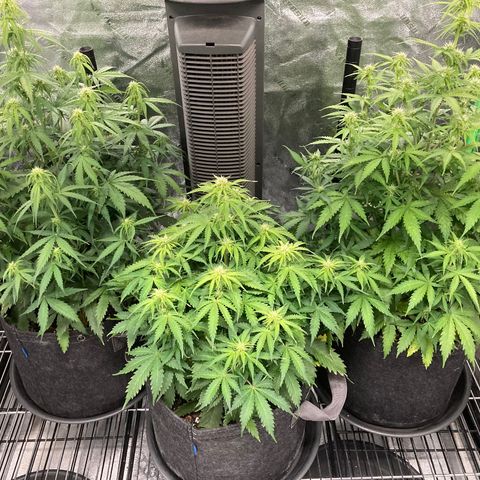 Larry, Mo, Curly growlog photo: MO 25" Larry 17" Curly 28"