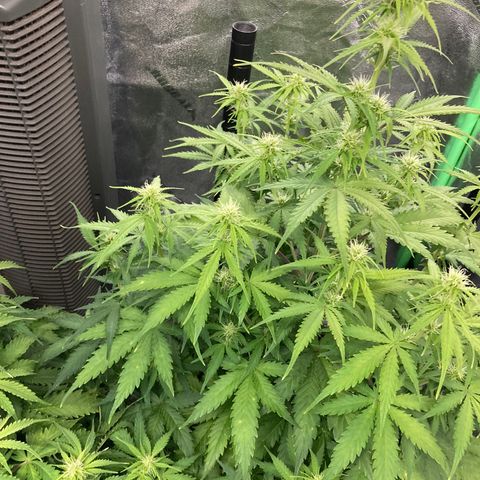 Larry, Mo, Curly growlog photo: MO 25" Larry 17" Curly 28"