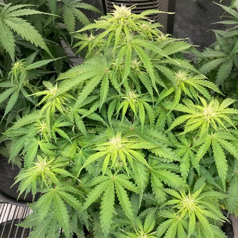 Larry, Mo, Curly growlog photo: MO 25" Larry 17" Curly 28"