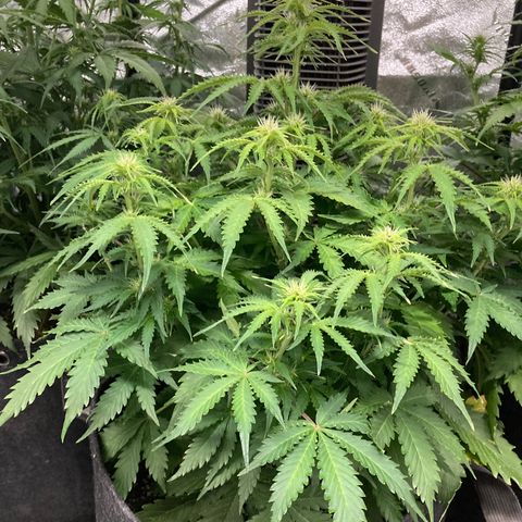 Larry, Mo, Curly growlog photo: MO 25" Larry 17" Curly 28"