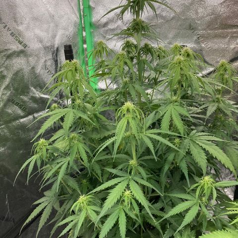 Larry, Mo, Curly growlog photo: MO 25" Larry 17" Curly 28"