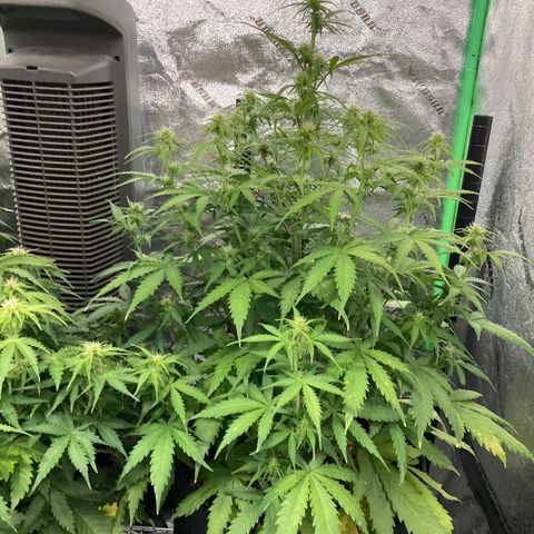Larry, Mo, Curly growlog photo: MO 25" Larry 17" Curly 28"