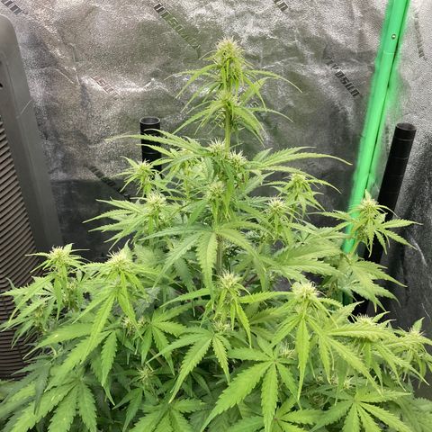 Larry, Mo, Curly growlog photo: MO 25" Larry 17" Curly 28"