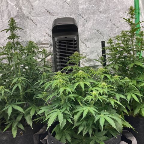 Larry, Mo, Curly growlog photo: MO 25" Larry 17" Curly 28"