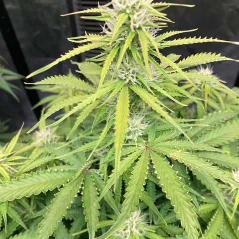 Larry, Mo, Curly growlog photo: Larry and Curly took turn for worse. PH was 5.5,... now 6.5
Was adding Nuts every water,.... now Every other water (6days) Just CalMag 