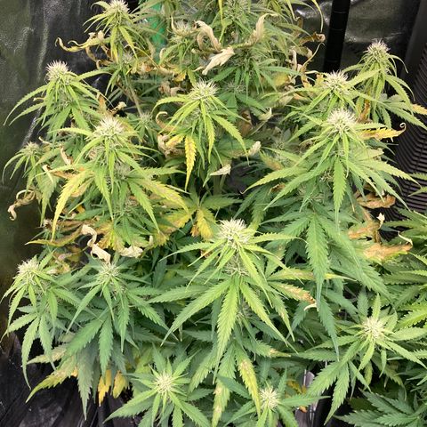 Larry, Mo, Curly growlog photo: Larry and Curly took turn for worse. PH was 5.5,... now 6.5
Was adding Nuts every water,.... now Every other water (6days) Just CalMag 