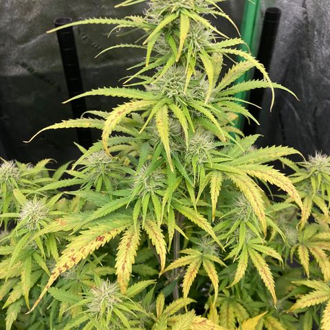 Larry, Mo, Curly growlog photo: Larry and Curly took turn for worse. PH was 5.5,... now 6.5
Was adding Nuts every water,.... now Every other water (6days) Just CalMag 