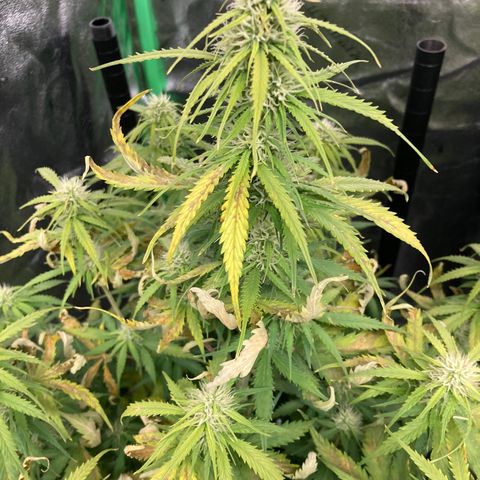 Larry, Mo, Curly growlog photo: Larry and Curly took turn for worse. PH was 5.5,... now 6.5
Was adding Nuts every water,.... now Every other water (6days) Just CalMag 