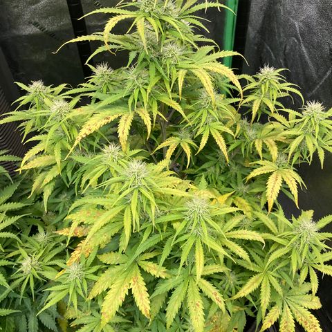 Larry, Mo, Curly growlog photo: Larry and Curly took turn for worse. PH was 5.5,... now 6.5
Was adding Nuts every water,.... now Every other water (6days) Just CalMag 