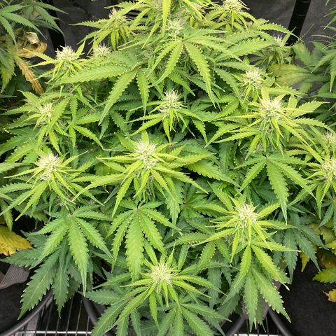 Larry, Mo, Curly growlog photo: Larry and Curly took turn for worse. PH was 5.5,... now 6.5
Was adding Nuts every water,.... now Every other water (6days) Just CalMag 