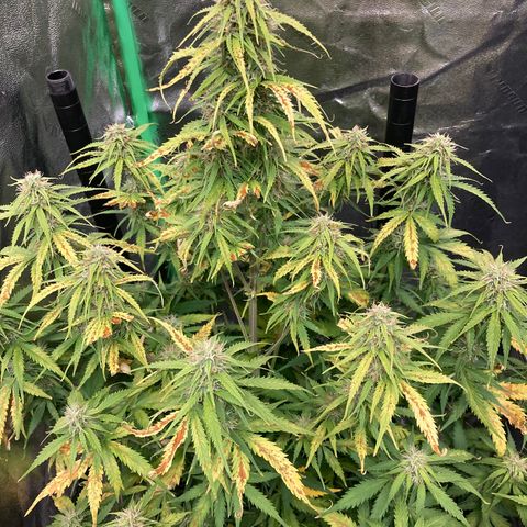 Larry, Mo, Curly growlog timeline photo