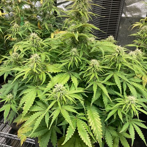 Larry, Mo, Curly growlog timeline photo