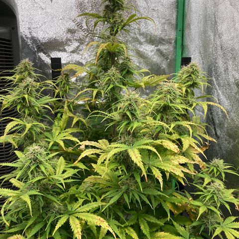 Larry, Mo, Curly growlog timeline photo