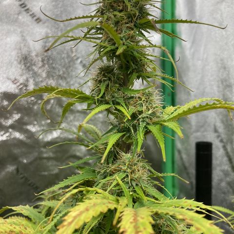 Larry, Mo, Curly growlog timeline photo