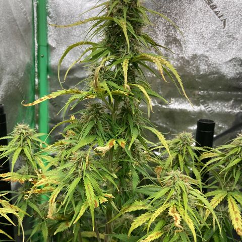 Larry, Mo, Curly growlog timeline photo