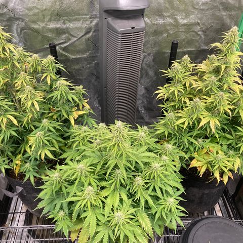 Larry, Mo, Curly growlog timeline photo