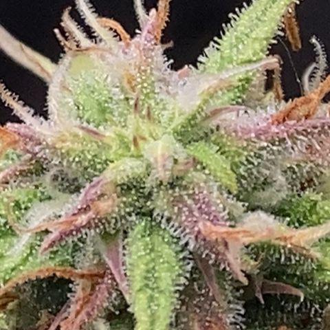 Larry, Mo, Curly growlog timeline photo